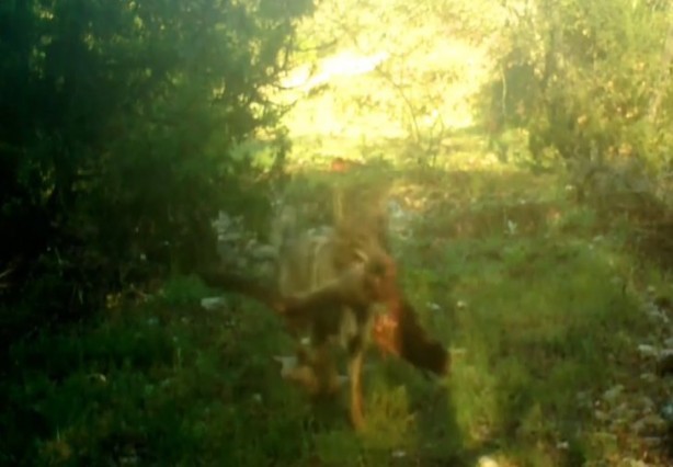 Foto - Atı saniyeler içinde... Bu görüntüler Türkiye'de çekildi!