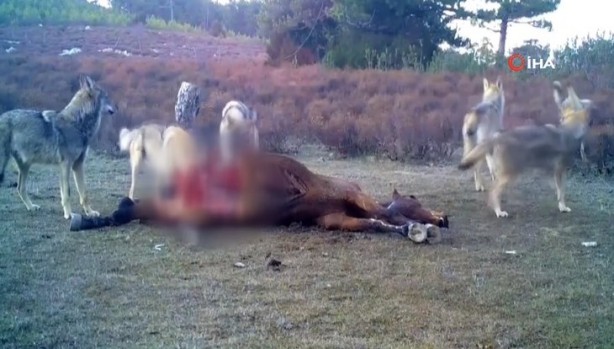 Foto - Atı saniyeler içinde... Bu görüntüler Türkiye'de çekildi!