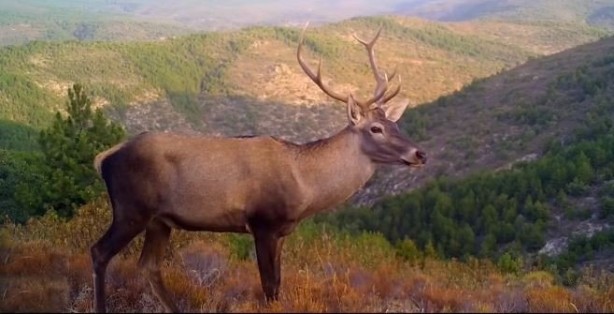 Foto - Atı saniyeler içinde... Bu görüntüler Türkiye'de çekildi!