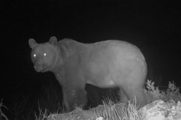 Foto - Atı saniyeler içinde... Bu görüntüler Türkiye'de çekildi!