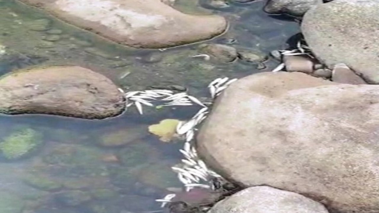 Atık tesisi borusu patladı! Balıklar telef oldu halk susuz kaldı