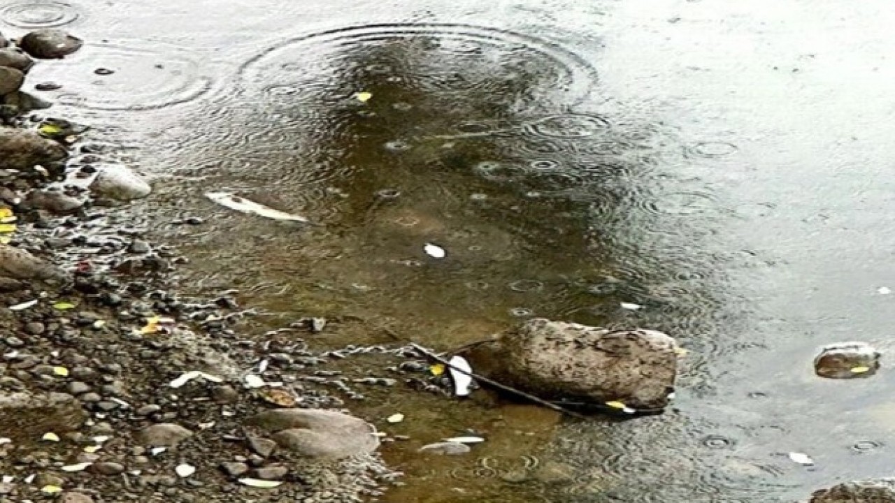 Foto - Atık tesisi borusu patladı! Balıklar telef oldu halk susuz kaldı