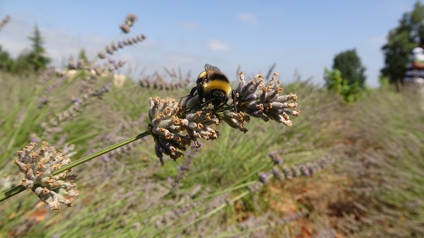 Atıl araziyi gelir kapısı yaptı