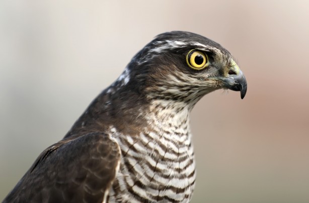 Foto - Atmaca ve şahin güzellik festivali düzenlendi