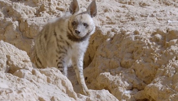 Foto - Avcılar bu hayvanlara yaklaşırsa yandı! Cezası tam 30 milyon lira