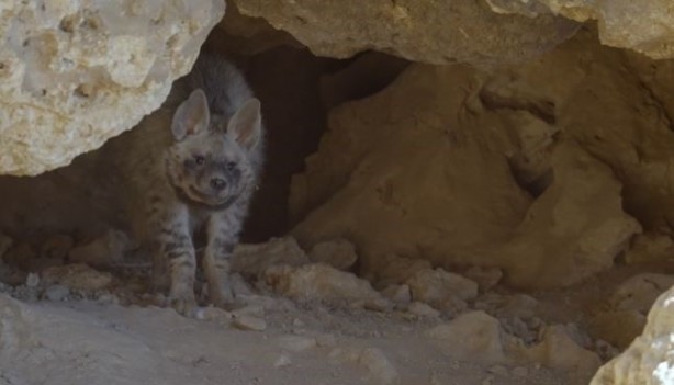 Foto - Avcılar bu hayvanlara yaklaşırsa yandı! Cezası tam 30 milyon lira