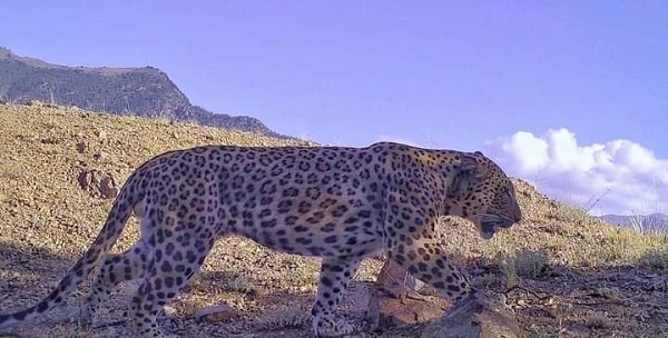 Foto - Avcılar bu hayvanlara yaklaşırsa yandı! Cezası tam 30 milyon lira