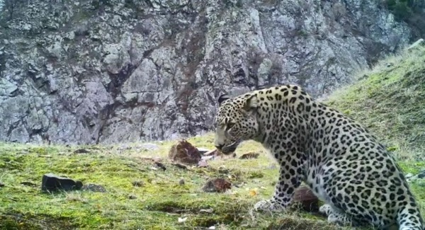 Foto - Avcılar bu hayvanlara yaklaşırsa yandı! Cezası tam 30 milyon lira