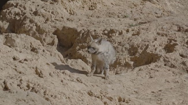 Foto - Avcılar bu hayvanlara yaklaşırsa yandı! Cezası tam 30 milyon lira