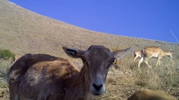 Foto - Avcılar bu hayvanlara yaklaşırsa yandı! Cezası tam 30 milyon lira