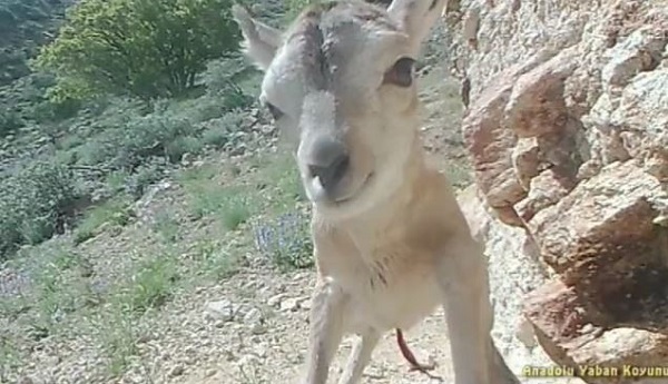 Foto - Avcılar bu hayvanlara yaklaşırsa yandı! Cezası tam 30 milyon lira