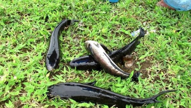 Foto - Avcılar dikkat! İşte sıra dışı balık avlama taktiği...