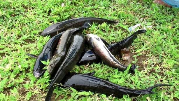 Foto - Avcılar dikkat! İşte sıra dışı balık avlama taktiği...