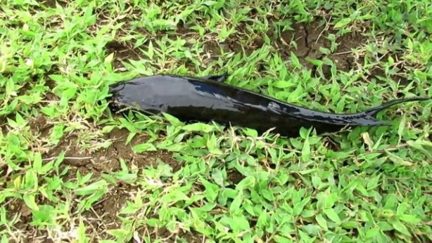 Foto - Avcılar dikkat! İşte sıra dışı balık avlama taktiği...