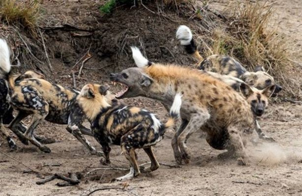Foto - Avcıyken av oldu