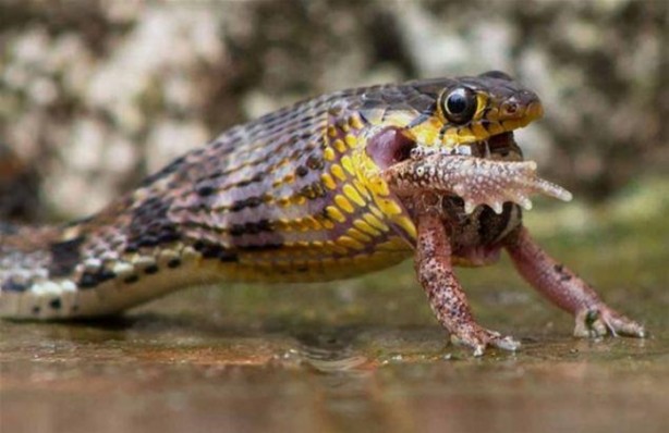 Foto - Avına sinsice yaklaştı ve...