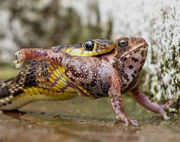 Foto - Avına sinsice yaklaştı ve...