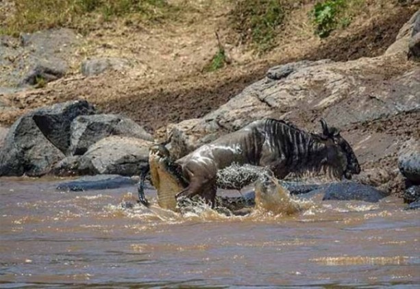 Foto - Avına sinsice yaklaştı ve...