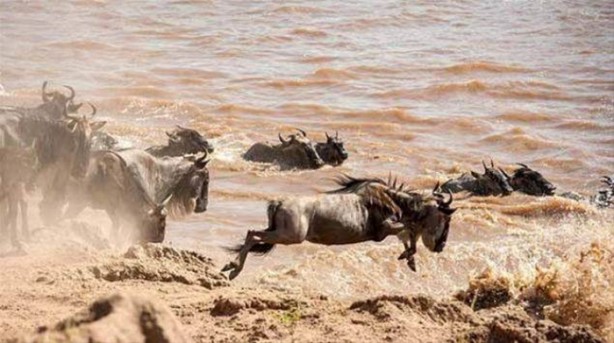 Foto - Avına sinsice yaklaştı ve...