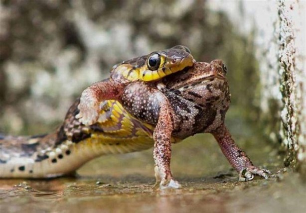 Avına sinsice yaklaştı ve...