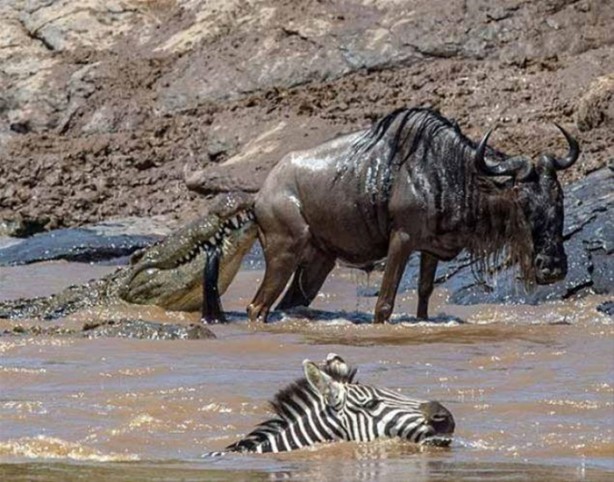 Foto - Avına sinsice yaklaştı ve...