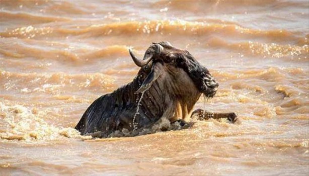 Foto - Avına sinsice yaklaştı ve...