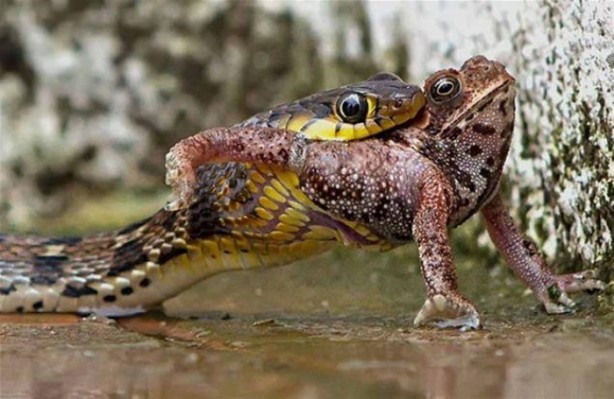 Foto - Avına sinsice yaklaştı ve...