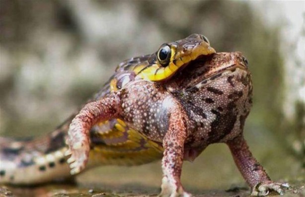 Foto - Avına sinsice yaklaştı ve...