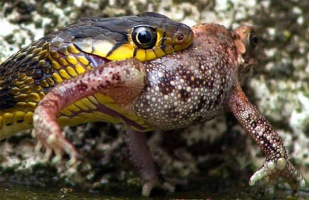 Foto - Avına sinsice yaklaştı ve...