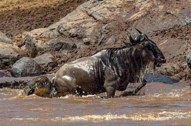 Foto - Avına sinsice yaklaştı ve...