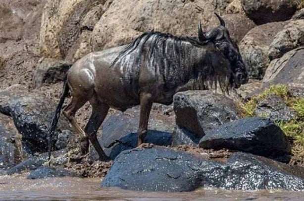 Foto - Avına sinsice yaklaştı ve...