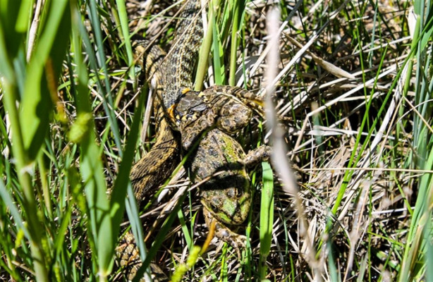 Avını mideye indirirken görüntülendi!