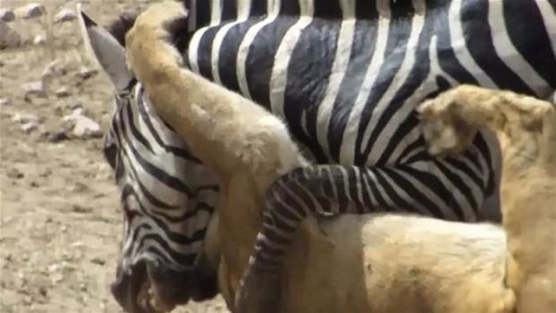 Foto - Avken avcı oldu