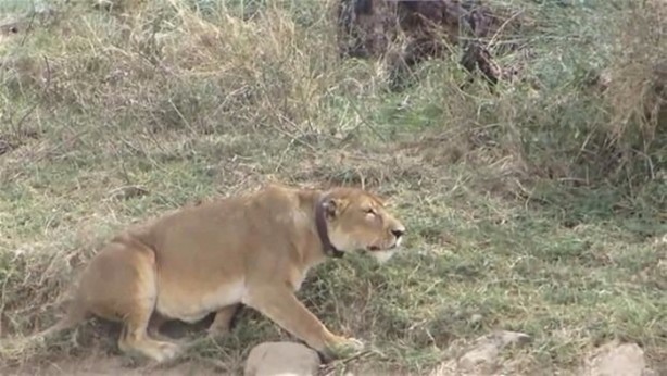 Foto - Avken avcı oldu