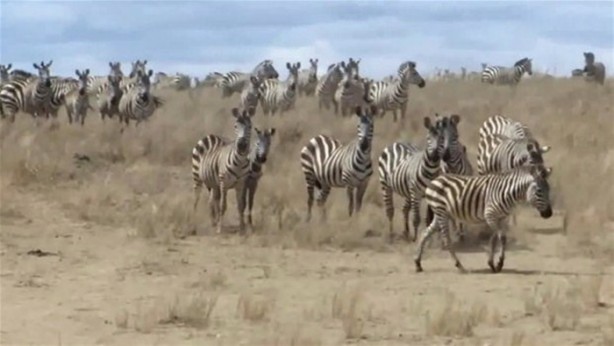 Foto - Avken avcı oldu