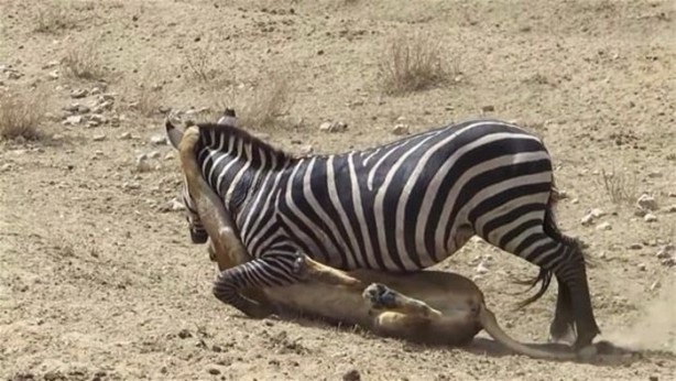 Foto - Avken avcı oldu