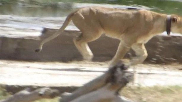 Foto - Avken avcı oldu