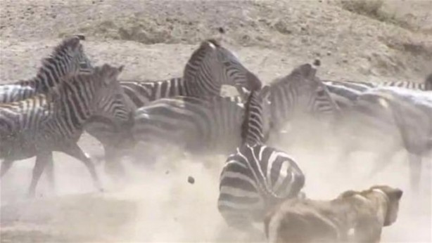 Foto - Avken avcı oldu