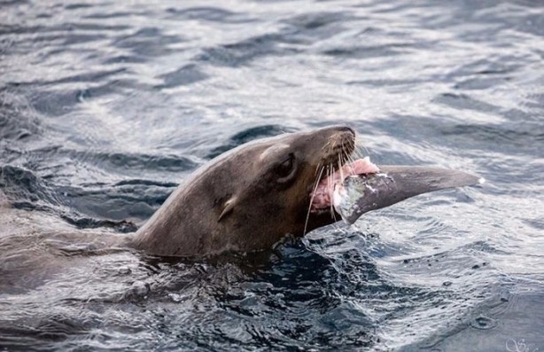 Foto - Avken avcı oldu