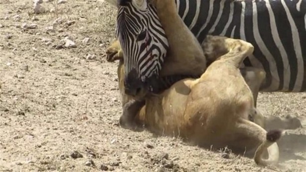 Foto - Avken avcı oldu