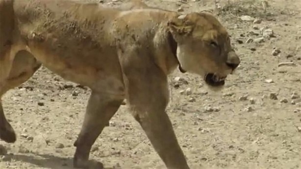 Foto - Avken avcı oldu