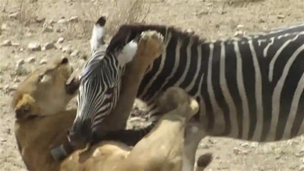 Foto - Avken avcı oldu