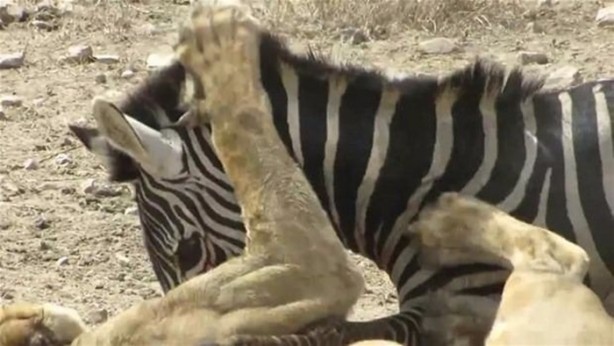 Foto - Avken avcı oldu