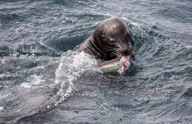 Foto - Avken avcı oldu
