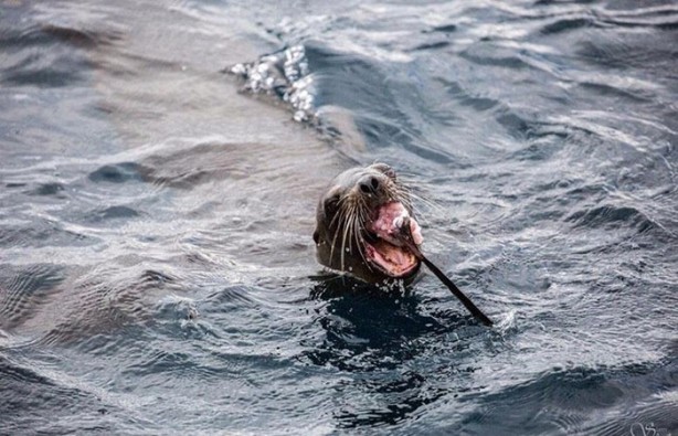 Foto - Avken avcı oldu