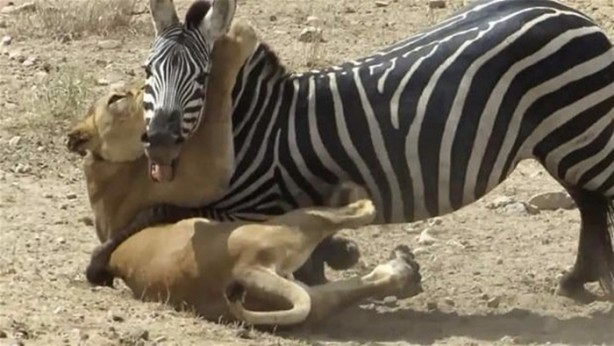 Foto - Avken avcı oldu