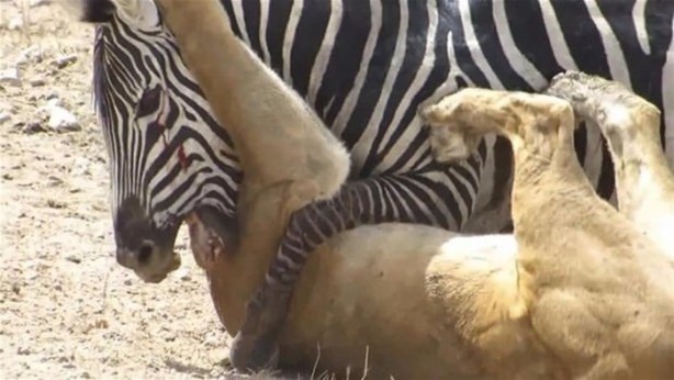 Foto - Avken avcı oldu