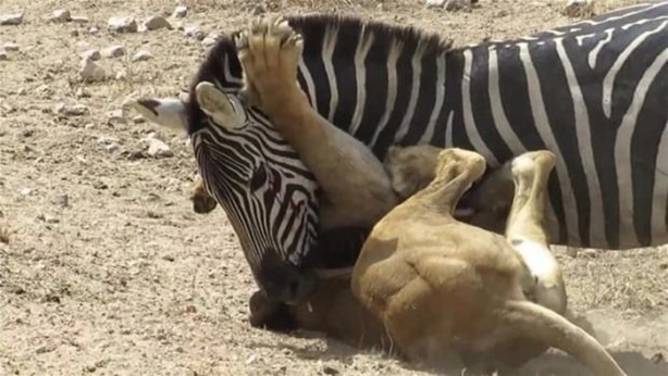 Foto - Avken avcı oldu