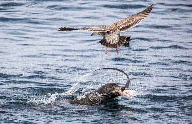 Foto - Avken avcı oldu