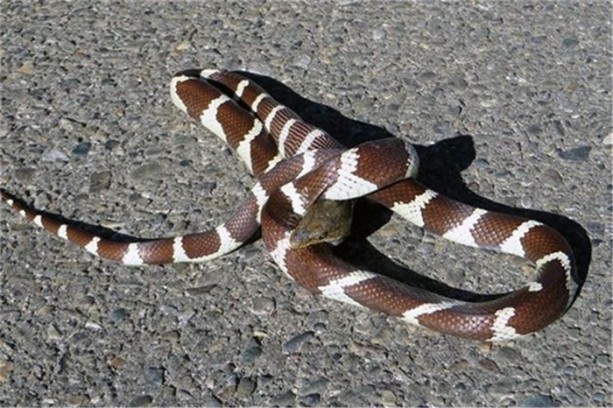 Foto - Avlanacaktı ama av oldu!